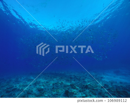 Scuba diving at Blue corner in Palau. Diving on the reefs of the Palau archipelago. Scuba diving at Blue corner in Palau. Diving on the reefs of the Palau archipelago. 106989112