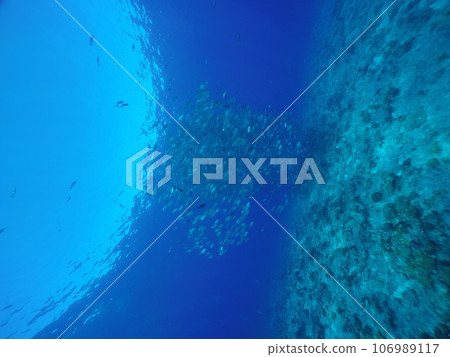 Scuba diving at Blue corner in Palau. Diving on the reefs of the Palau archipelago. 106989117