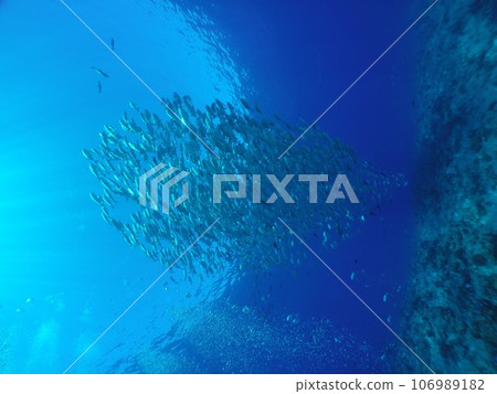 Scuba diving at Blue corner in Palau. Diving on the reefs of the Palau archipelago. 106989182