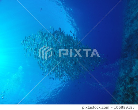 Scuba diving at Blue corner in Palau. Diving on the reefs of the Palau archipelago. Scuba diving at Blue corner in Palau. Diving on the reefs of the Palau archipelago. 106989183