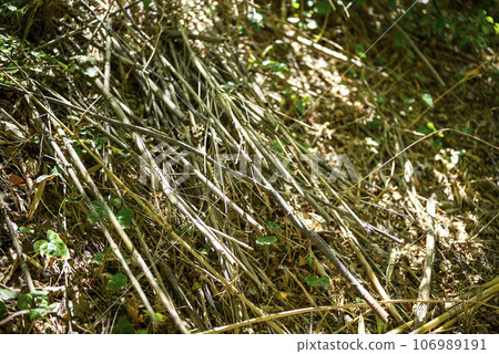 Mountain forest care pruning image Mountain forest care pruning image 106989191