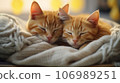 Cute ginger kittens sleeping on knitted plaid, closeup 106989251