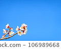 Kyoto plum and blue sky background 106989668