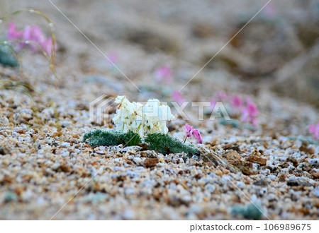 White Dicentra blooming on Mt. Tsubaku in the Northern Alps 106989675