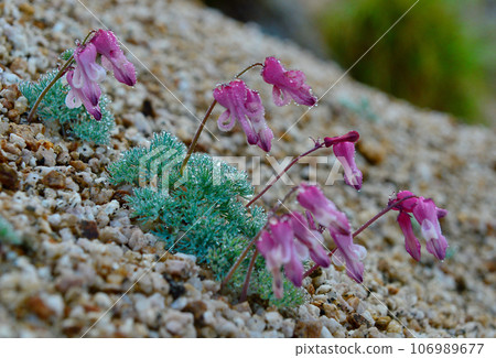 荷包牡丹，生長在北阿爾卑斯山的高山植物女王 106989677