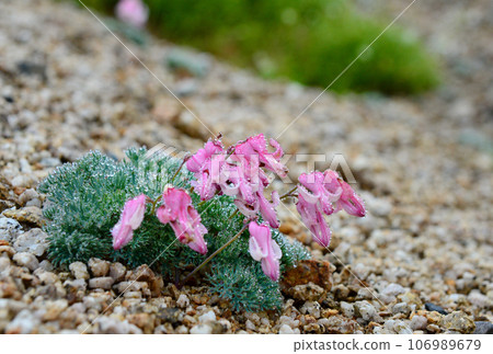 Dicentra, the queen of alpine plants that blooms in the Northern Alps Dicentra, the queen of alpine plants that blooms in the Northern Alps 106989679