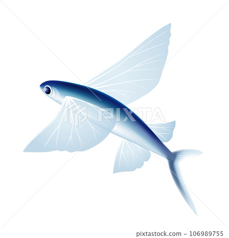飛魚 106989755