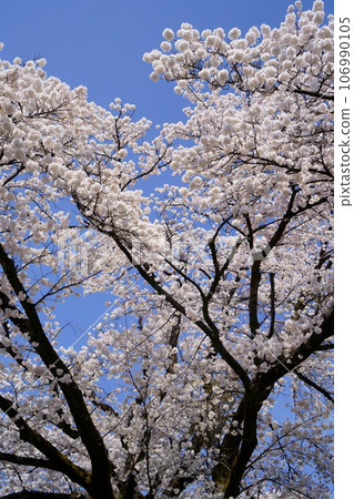 赤城山櫻 赤城山櫻 106990105