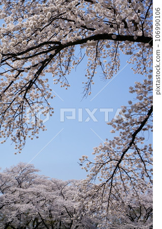 赤城山櫻 赤城山櫻 106990106