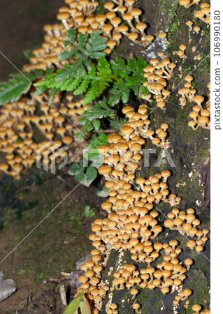 Senbon Ichimegasa mushrooms growing in clusters on a cedar stump in a deep forest (macro lens used, strobe + natural light, close-up photo) Senbon Ichimegasa mushrooms growing in clusters on a cedar stump in a deep forest (macro lens used, strobe + natural light, close-up photo) 106990180