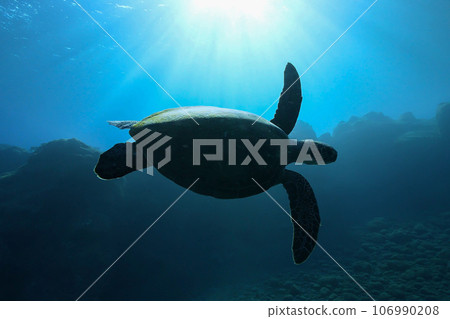 Sea turtle swimming with the sun on its back_Miyakejima Sea turtle swimming with the sun on its back_Miyakejima 106990208