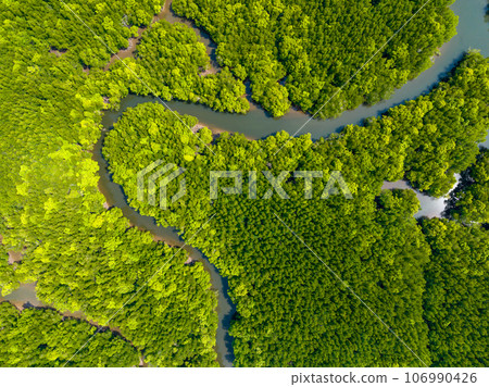 Amazing abundant mangrove forest, Aerial view of forest trees Rainforest ecosystem and healthy environment background, Texture of green trees forest top down, High angle view 106990426