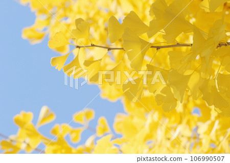 Close-up of yellow ginkgo leaves [Blue sky background] 106990507