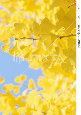 Close-up of yellow ginkgo leaves [Blue sky background] 106990508