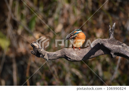 Kingfisher (male) (Negawa Greenery Road / Tachikawa Park / Tachikawa City, Tokyo) Kingfisher (male) (Negawa Greenery Road / Tachikawa Park / Tachikawa City, Tokyo) 106990824