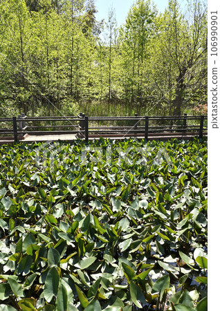 川口漫步:川口市櫻町湯水公園 櫻町 川口漫步:川口市櫻町湯水公園 櫻町 106990901