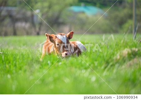 Young calf resting on green pasture grass on summer day. Feeding of cattle on farm grassland 106990934