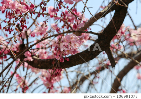 Red weeping cherry blossoms in the grounds of Honmanji Temple Red weeping cherry blossoms in the grounds of Honmanji Temple 106991075