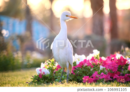White cattle egret wild bird, also known as Bubulcus ibis walking on green lawn in summer 106991105