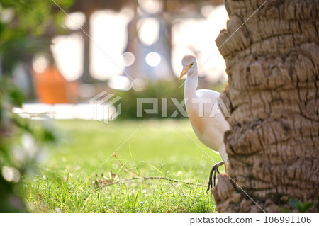 White cattle egret wild bird, also known as Bubulcus ibis walking on green lawn in summer 106991106