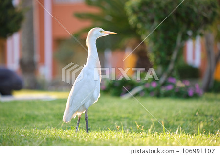 White cattle egret wild bird, also known as Bubulcus ibis walking on green lawn in summer 106991107