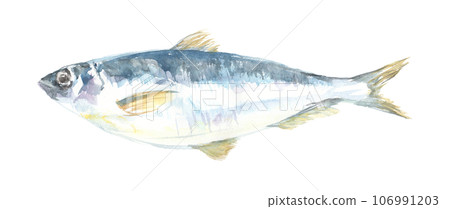 Illustration of herring painted in watercolor 106991203