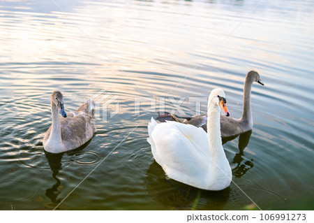 White and gray swans swimming on lake water in summer. 106991273