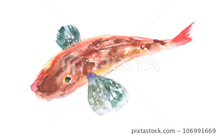 水彩畫的魴魚插圖 106991669