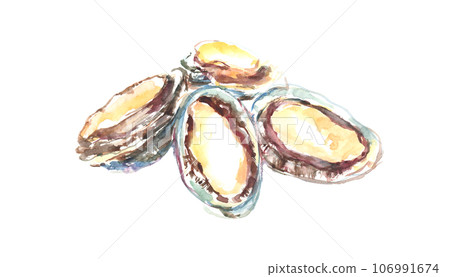 Illustration of abalone painted in watercolor Illustration of abalone painted in watercolor 106991674