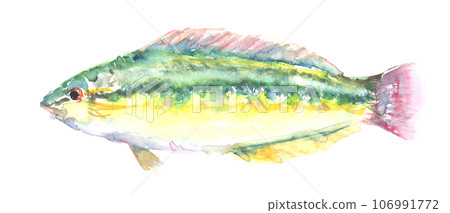 Kyusen 水彩畫的插圖 106991772