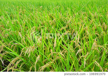 雨盤初秋 雨盤初秋 106991970