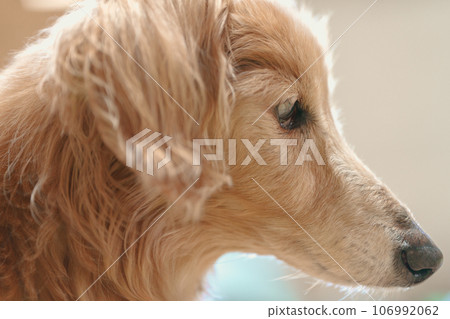 old dog miniature dachshund 106992062