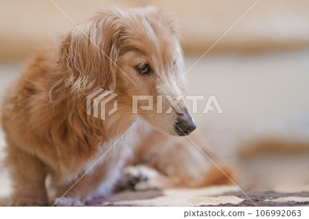 old dog miniature dachshund old dog miniature dachshund 106992063