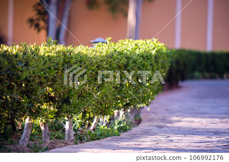 Neatly trimmed low trees growing along path in the park in summer. Gardening and landscaping concept 106992176