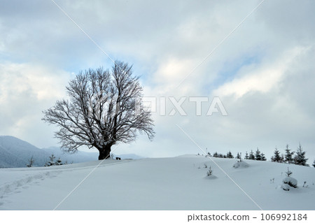 Moody winter landscape with dark bare tree on covered with fresh fallen snow field in wintry mountains on cold gloomy day. 106992184