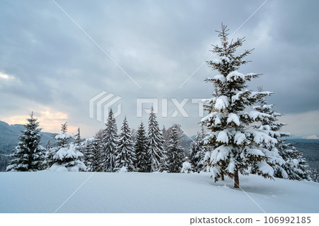 Moody landscape with pine trees covered with fresh fallen snow in winter mountain forest in cold gloomy evening. Moody landscape with pine trees covered with fresh fallen snow in winter mountain forest in cold gloomy evening. 106992185