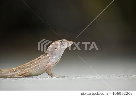 Macro closeup of blown alone lizard warming on summer sun. Anolis sagrei small reptile in native to Florida USA 106992202