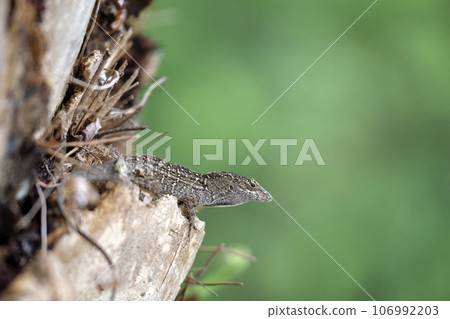 Macro closeup of blown alone lizard warming on summer sun. Anolis sagrei small reptile in native to Florida USA 106992203