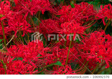 Red spider lily [late summer] [early autumn] 106992370