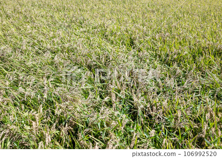 Rice Autumn Japanese Rural Scenery 106992520