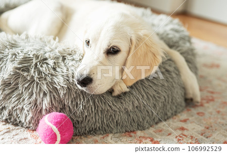 A puppy of a golden retriever is resting in a dog bed. A puppy of a golden retriever is resting in a dog bed. 106992529