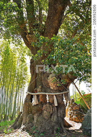 川口散步:真言宗智山宗地藏院神樹川口市櫻町 川口散步:真言宗智山宗地藏院神樹川口市櫻町 106992606