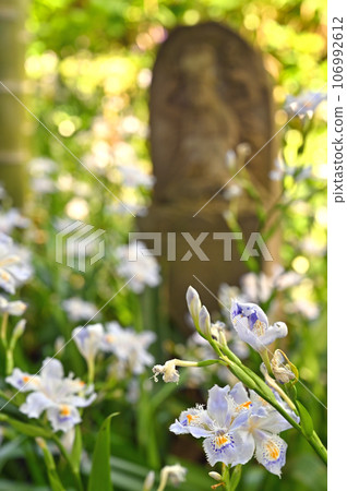 Kawaguchi Walk: Shingon Sect Chizan School Jizoin Shaga Flower Sakuramachi, Kawaguchi City 106992612