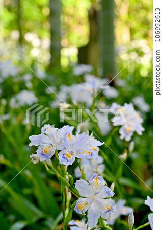 Kawaguchi Walk: Shingon Sect Chizan School Jizoin Shaga Flower Sakuramachi, Kawaguchi City 106992613