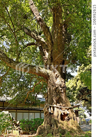 Kawaguchi Walk: Shingon Buddhism Chizan School Jizoin Sacred Tree Sakuramachi, Kawaguchi City 106992615