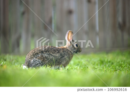 Grey small hare eating grass on summer field. Wild rabbit in nature 106992616
