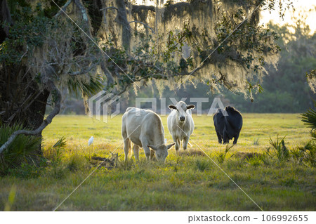 Feeding of cattle on farmland grassland. Milk cows grazing on green farm pasture on warm summer day 106992655