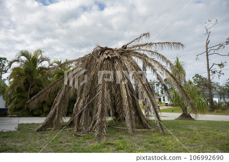 Dry dead palm tree on Florida home backyard Dry dead palm tree on Florida home backyard 106992690