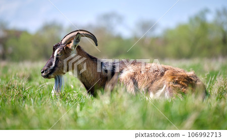 Domestic milk goat with long beard and horns resting on green pasture grass on summer day. Feeding of cattle on farm grassland Domestic milk goat with long beard and horns resting on green pasture grass on summer day. Feeding of cattle on farm grassland 106992713
