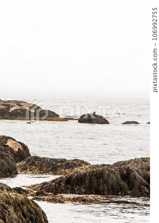 Exploring seals wildlife at the beach in the morning mist at Kejimkujik National Park Seaside, Nova Scotia, Canada 106992755